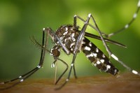 Emissione di ordinanza per la prevenzione ed il controllo delle malattie trasmesse da insetti vettori